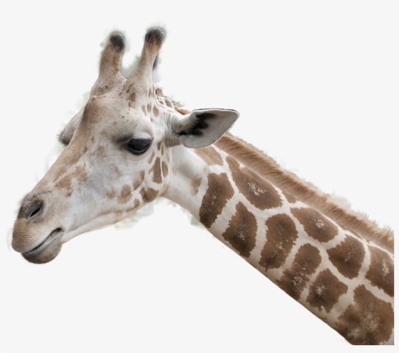 Giraffe Head Png, transparent png #185211