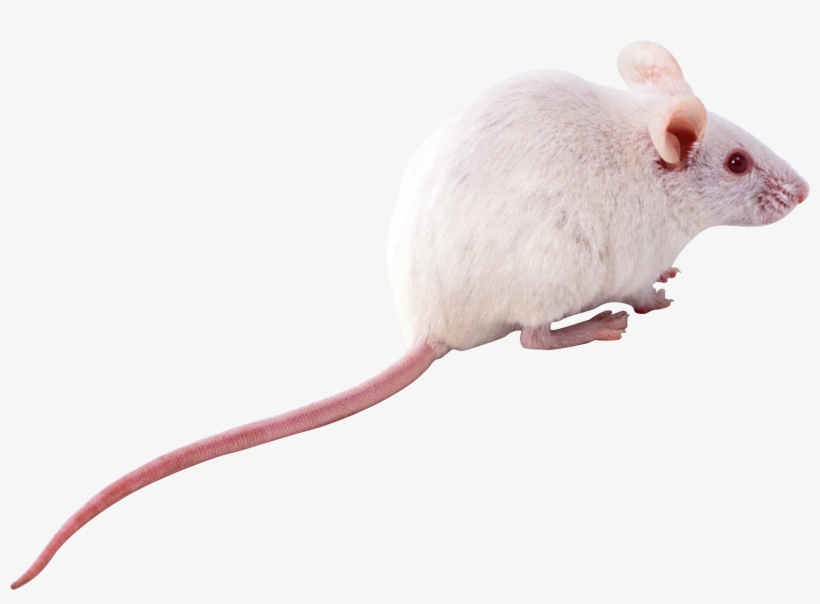 Мышь Пнг, transparent png #185257