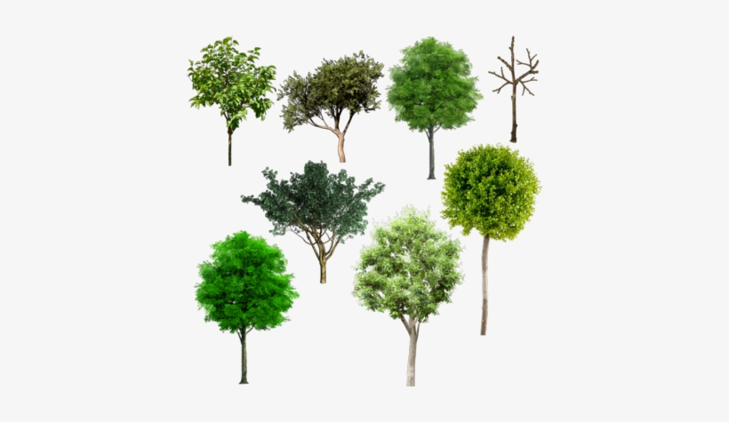 Tree Plan Png Browse > Flowers & Trees > Tree Mix Psd - Alberi Psd, transparent png #185295
