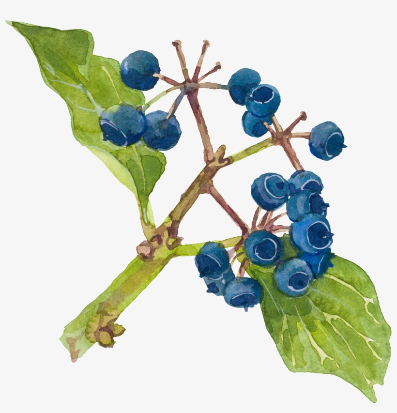 Hand Painted Watercolor Blueberry Decorative Transparent - Watercolor Painting, transparent png #185938