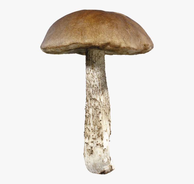 Free Png Mushroom Png Images Transparent - Mushroom With Transparent Background, transparent png #185963