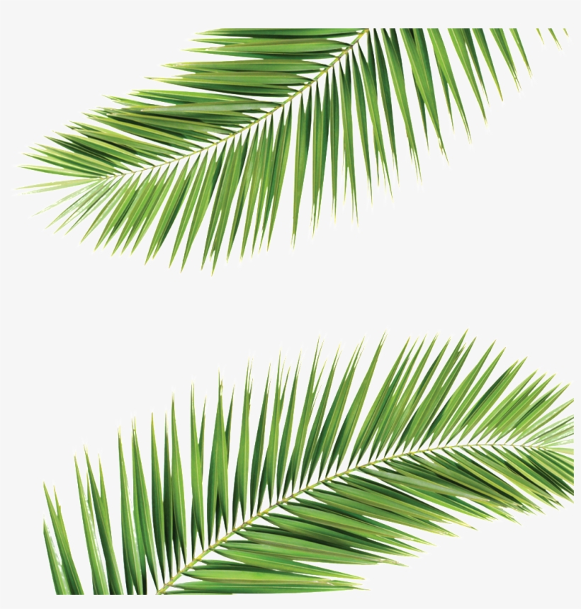 Palm Frond Transparent Background, transparent png #185985