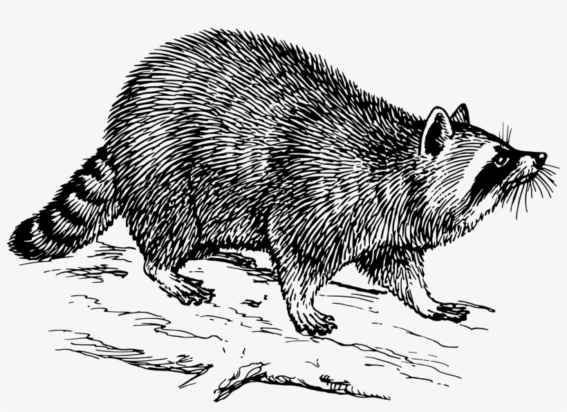 This Free Icons Png Design Of Raccoon 2, transparent png #186008