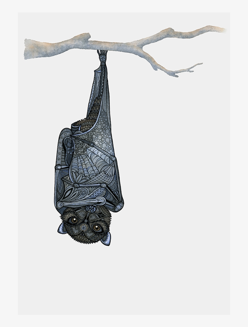 Inquisitive Bat Wonders Why You're Upside-down - Iphone, transparent png #186057
