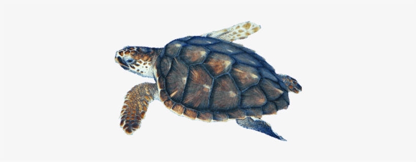 Sea Turtle Transparent Png - Turtle With No Background, transparent png #186129