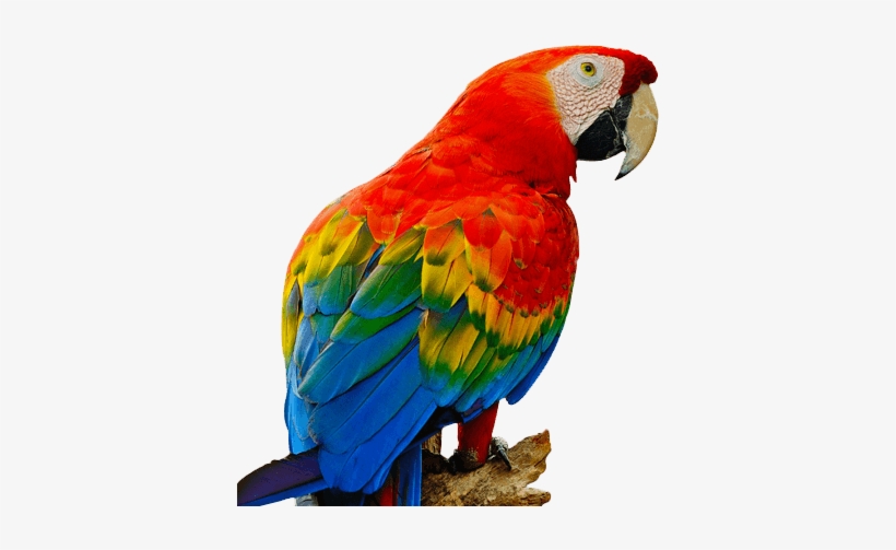 Parrot-png - Red Parrot Png, transparent png #186448