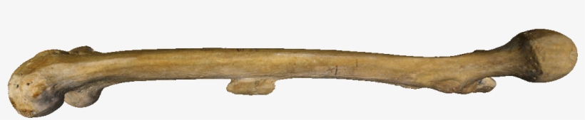 Bone Png - Human Bones Png, transparent png #186668