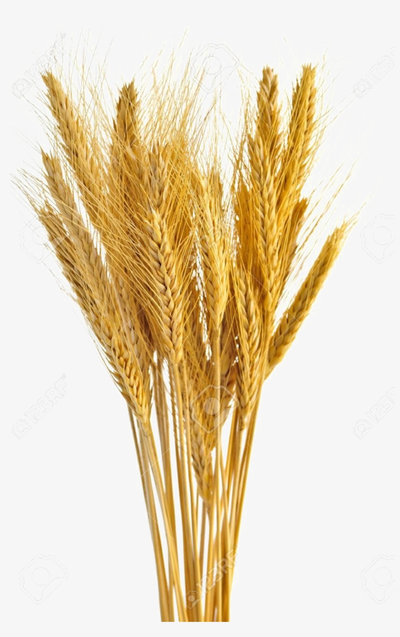 Wheat Transparent - Bunch Of Wheat, transparent png #186942