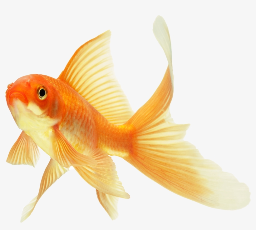 304 Images About Overlays / Transparents On We Heart - Caring For Your Gold Fish: How To Care For Your Goldfish, transparent png #187017