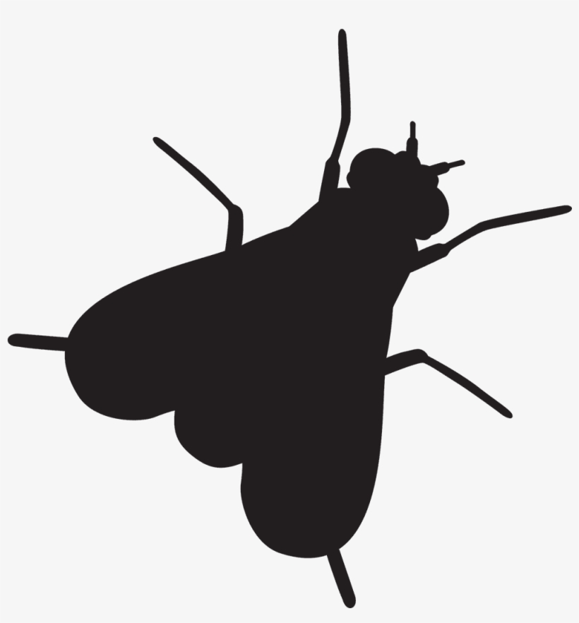 Flies - Fly Insect Shower Curtain, transparent png #187130