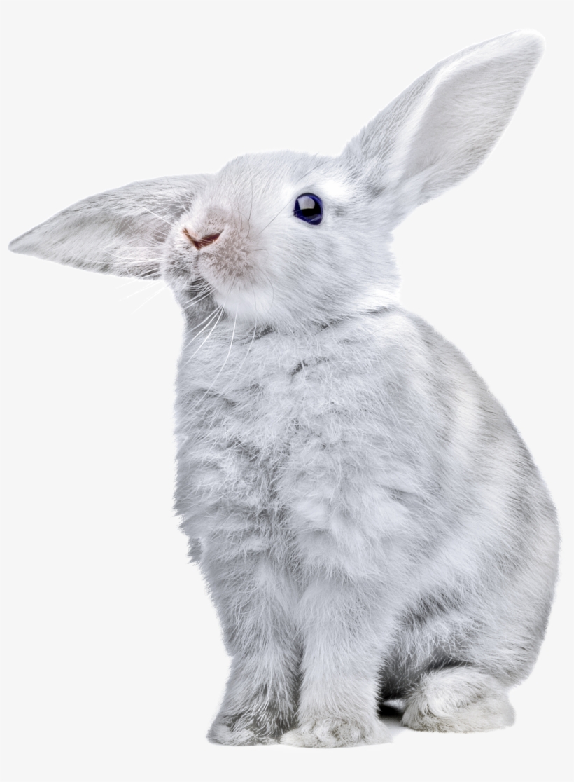 White Rabbit Png Image - Rabbit Transparent, transparent png #187362