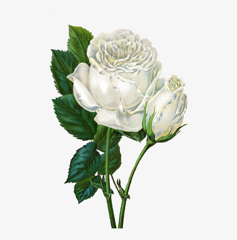 White Rose Clipart Vintage - Rose Background Simple White, transparent png #187786