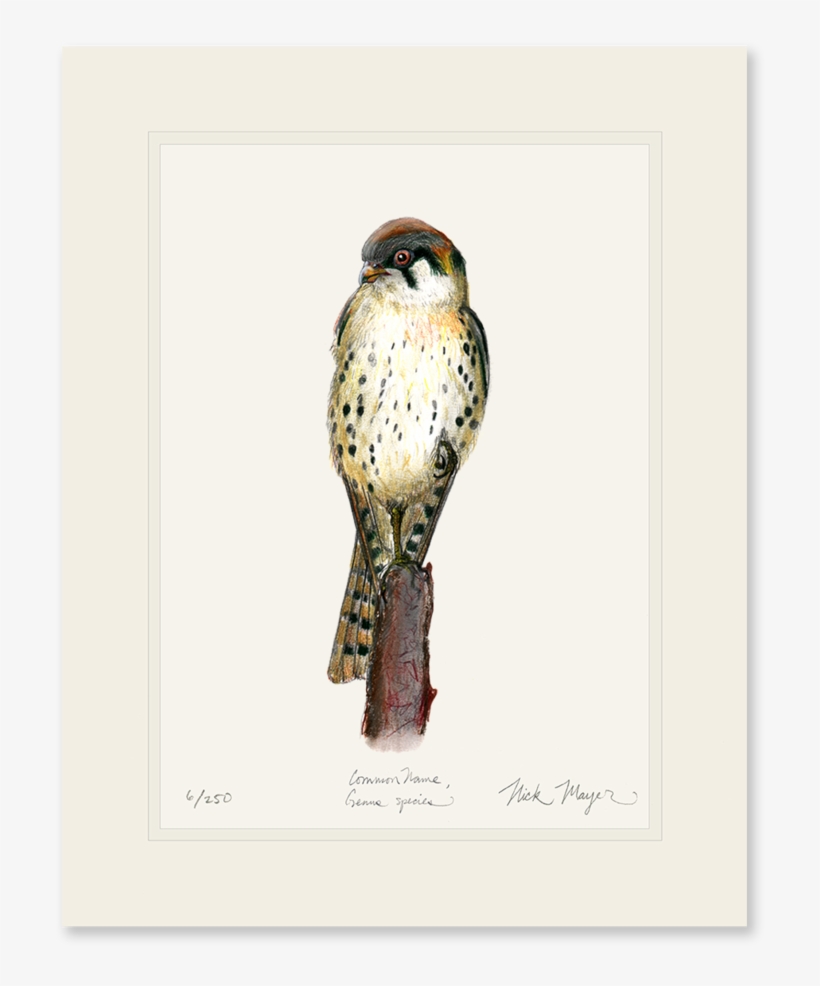 American Kestrel - Art, transparent png #187827