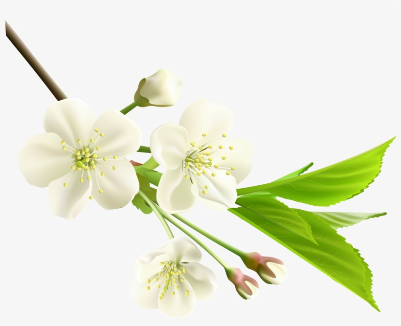 White Flower Clipart Png, transparent png #187966
