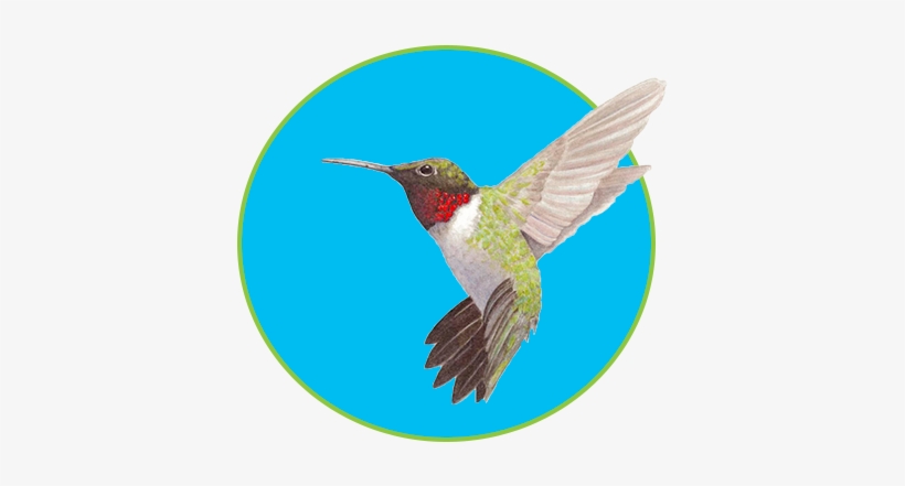 Lore Ruttan Illustration - Hummingbird Illustration, transparent png #188119