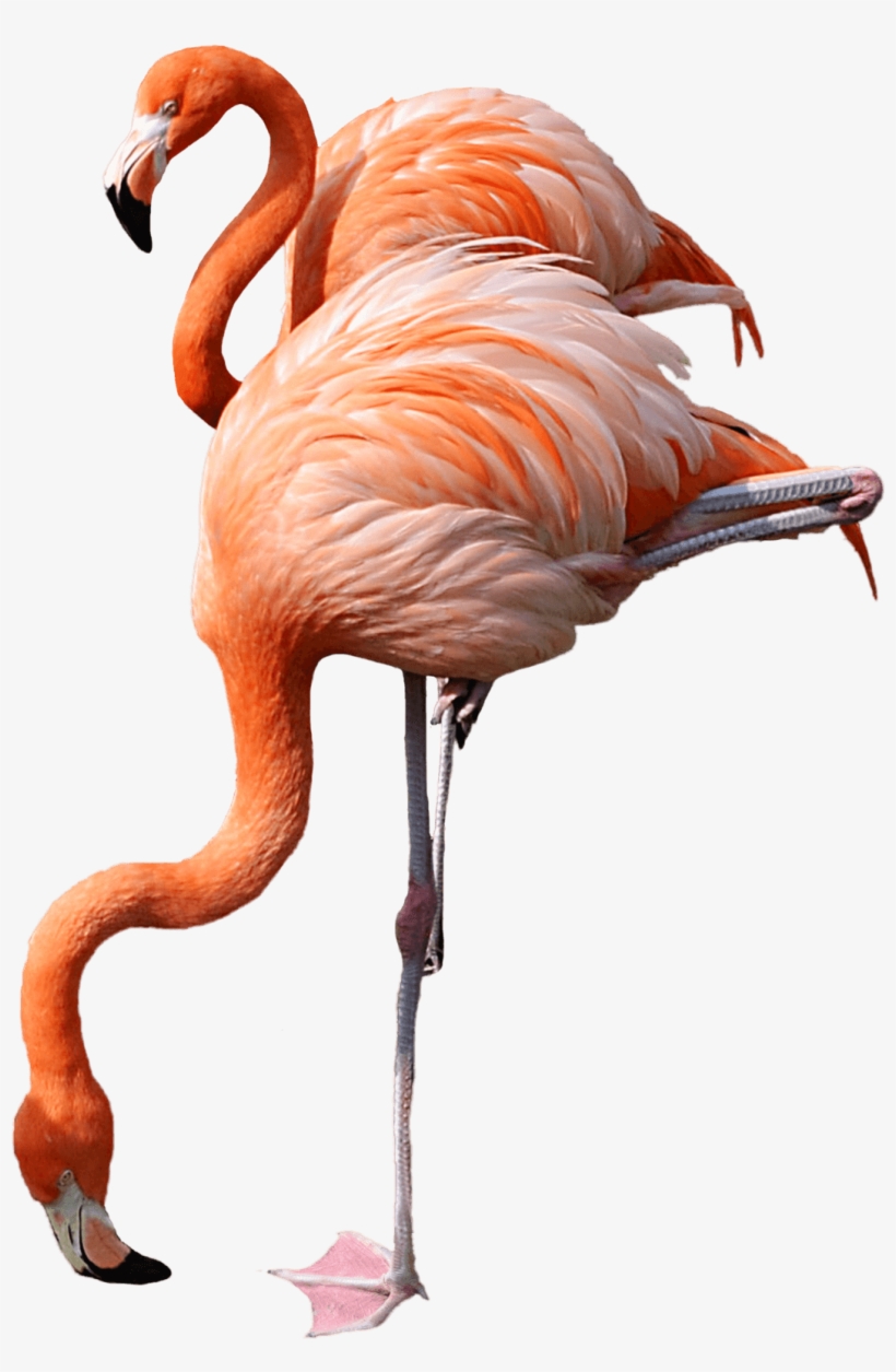 Flamingo Drinking - Flamingo Transparent, transparent png #188470