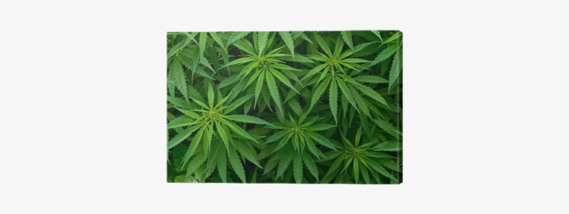 Ganja Called In English, transparent png #188565