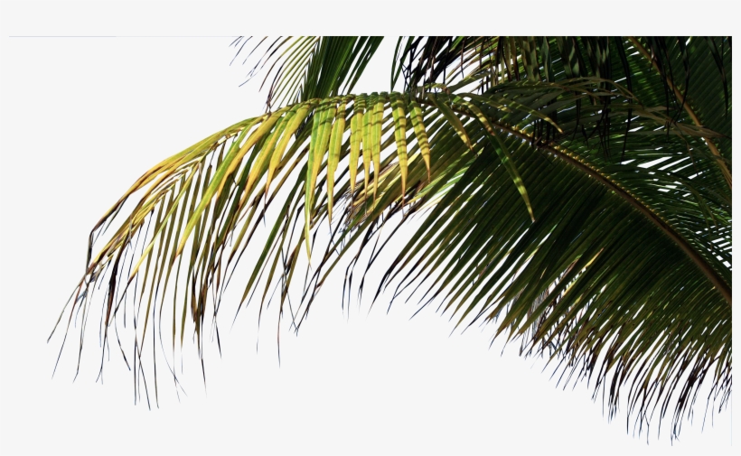 Palm On Beach Png, transparent png #189220