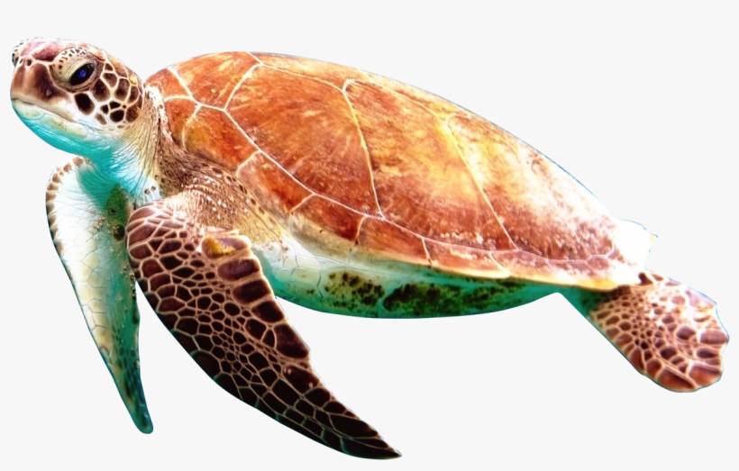 Free Png Turtle Png Images Transparent - Turtle Png, transparent png #189338