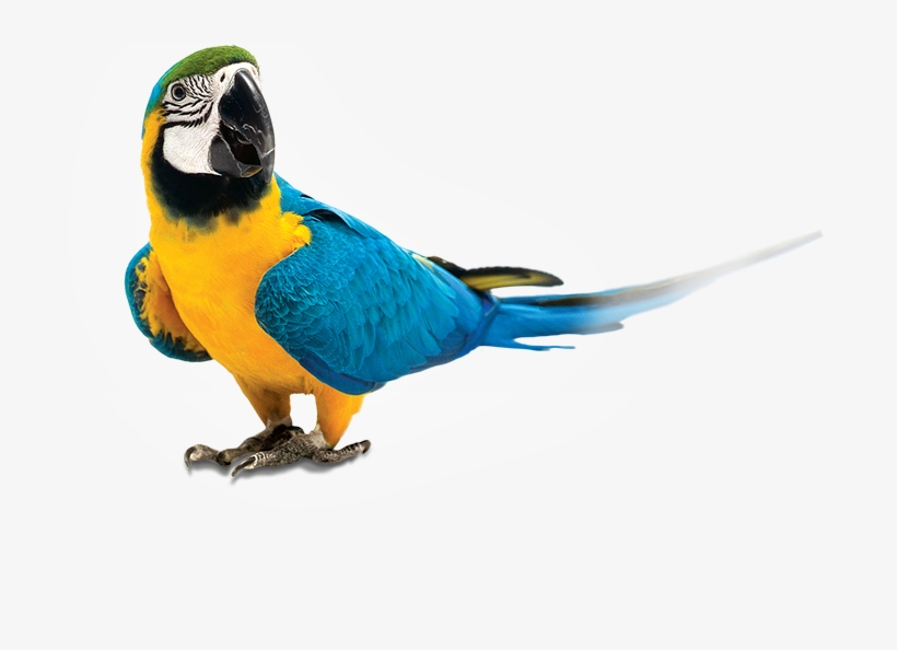 Parrot - Zupreem Fruitblend Flavor Large Parrot Bird Food 35-lb, transparent png #189351