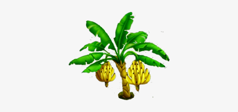 Banana Tree Stage 3 - 3' Banana Tree, transparent png #189397