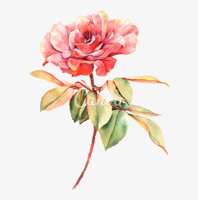 Rose Painting Photography Transprent - Offering My Heart [book], transparent png #189909