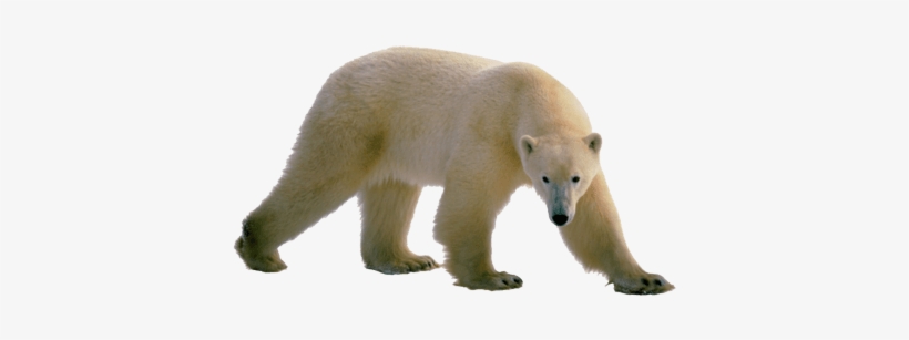 Polar Bear Clear Background, transparent png #189993