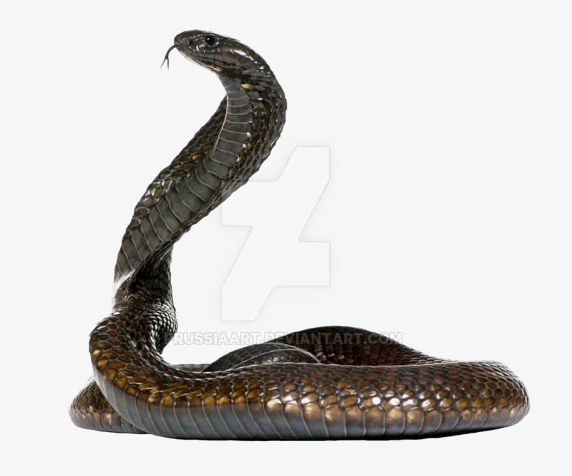 Cobra Snake On A Transparent Background By Prussiaart-dasxw4g - King Cobra Side View, transparent png #1801039