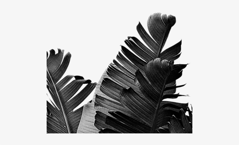 White Background With Plants, transparent png #1801412