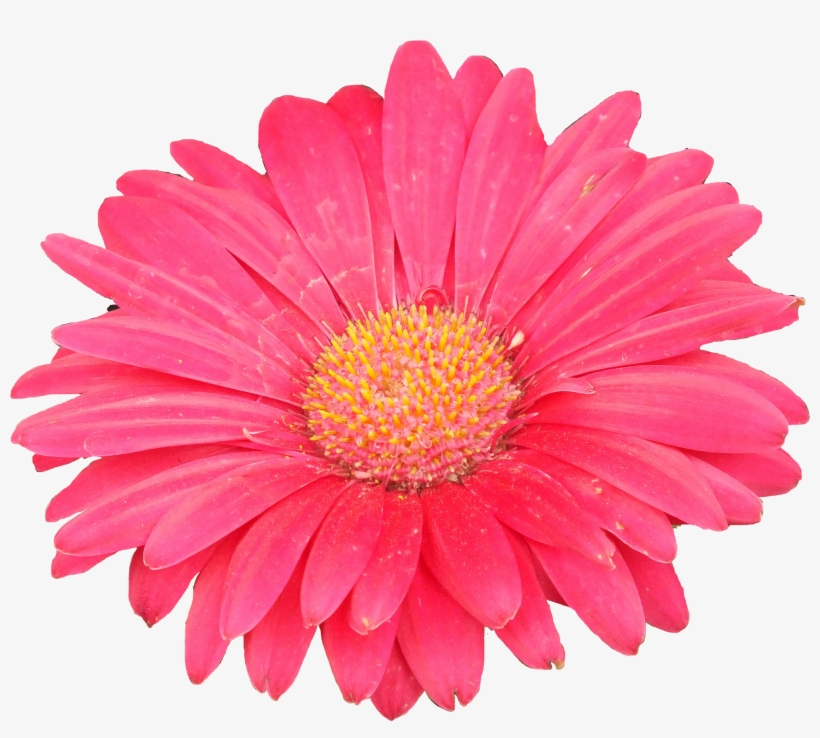Go To Image - Birth Flower, transparent png #1803030
