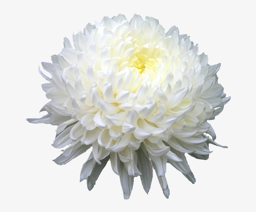 Chrysanthemum Png Hd - White Chrysanthemum Png, transparent png #1803120