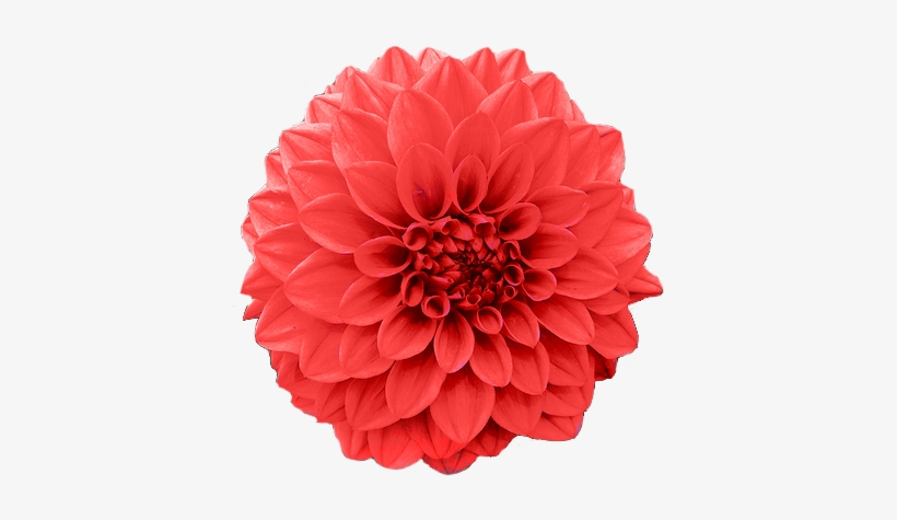 Fast Facts And Insignia - Red Chrysanthemum Flower Png, transparent png #1803182
