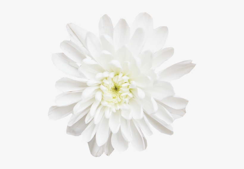 Chrysanthemums - Dahlia, transparent png #1803268