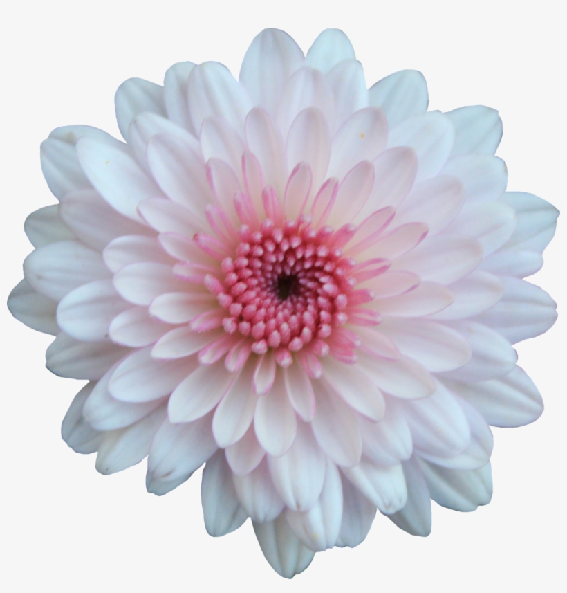 Pink And White Flower Png, transparent png #1803423