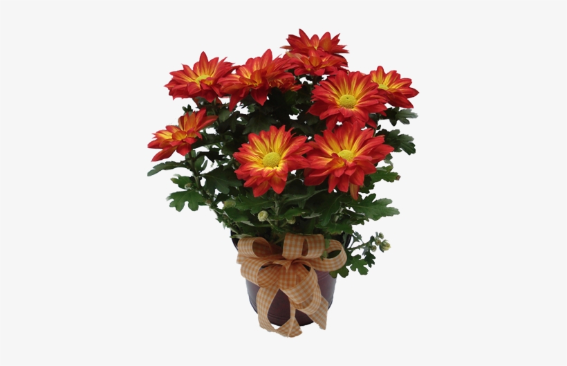 Flower Surprise Png, transparent png #1803657