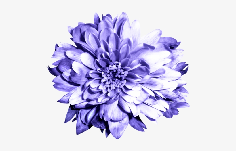 Chrysanthemums - Flor Azul Violeta Animado - Free Transparent PNG Download  - PNGkey