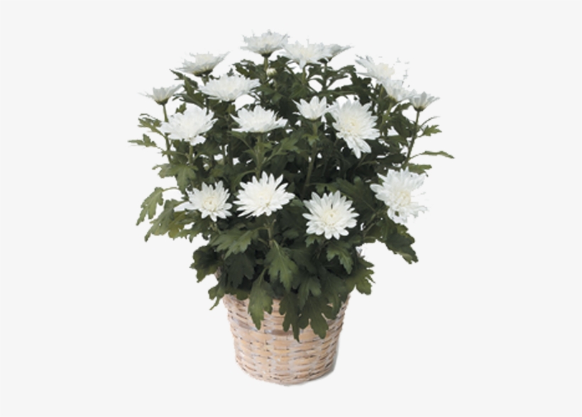Chrysanthemum - Potted White Mums, transparent png #1803895