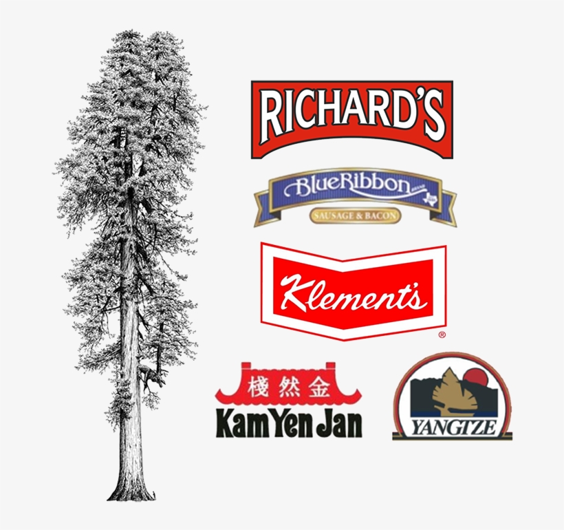 Tall Tree Foods - Giclee Painting: Van Pelt's Illustration Of Redwood, transparent png #1804008
