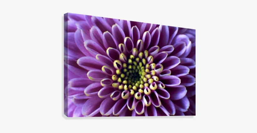 Chrysanthemum Art - African Daisy, transparent png #1804029