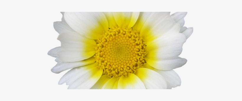 Tidy Tips, transparent png #1804055