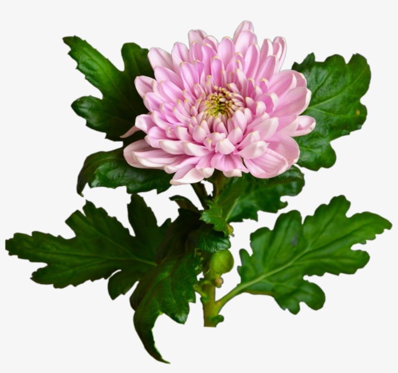 Pink Chrysanthemum Flower Shop Studio Flores - Chrysanthemum, transparent png #1804108