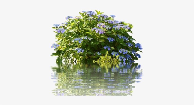 Hydrangeas,hydrangea Garden, - Hortensia Bush, transparent png #1804186