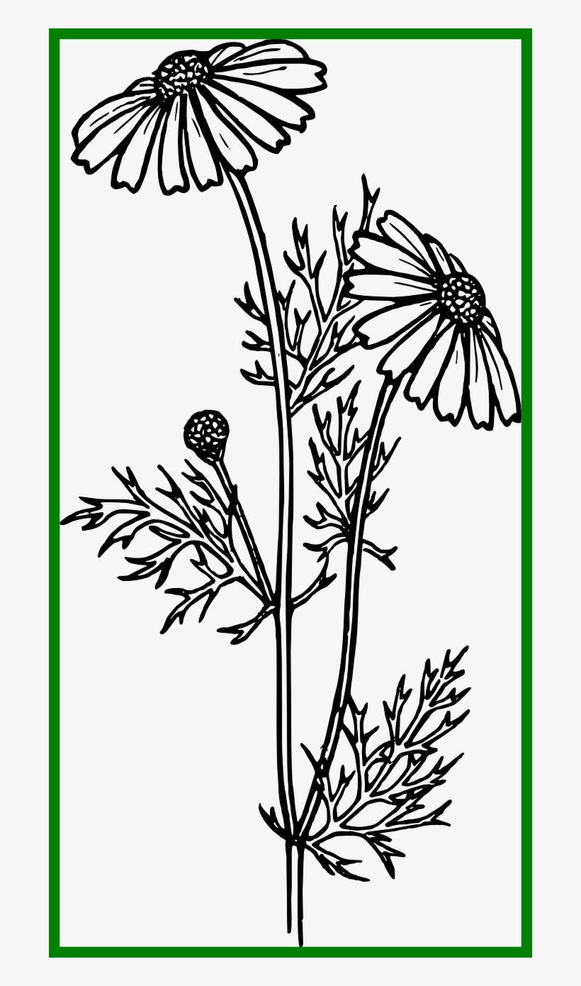 Jpg Library Stock Marvelous Daisy Chrysanthemum Png - Realistic Stem Drawings, transparent png #1804188