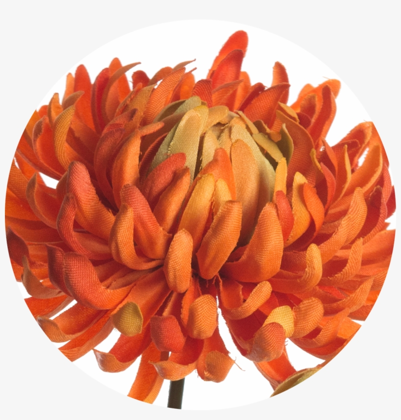 Chrysanthemum 60 Cm - Dahlia, transparent png #1804215