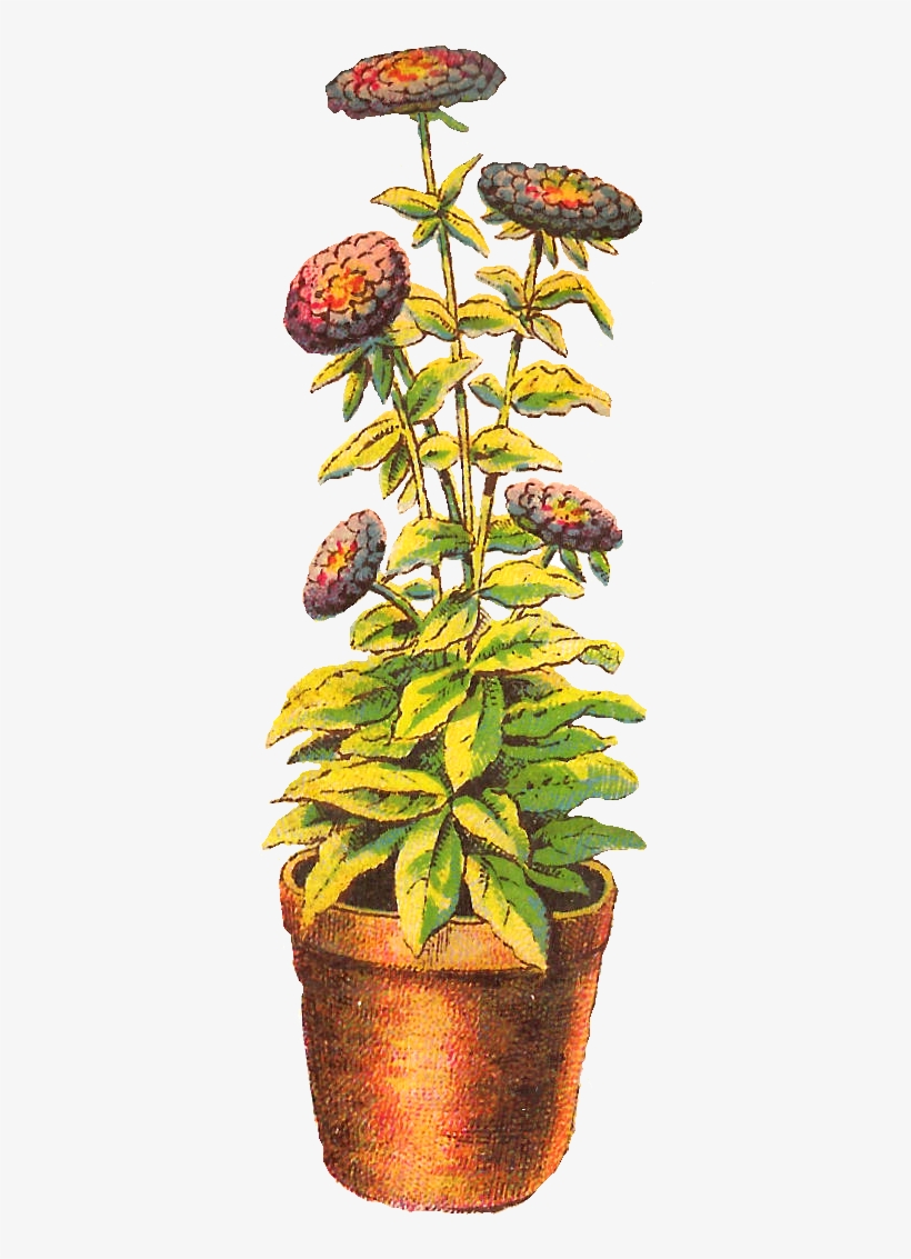 Flower Chrysanthemum Download Clip Art - Flower Pot Drawing, transparent png #1804251