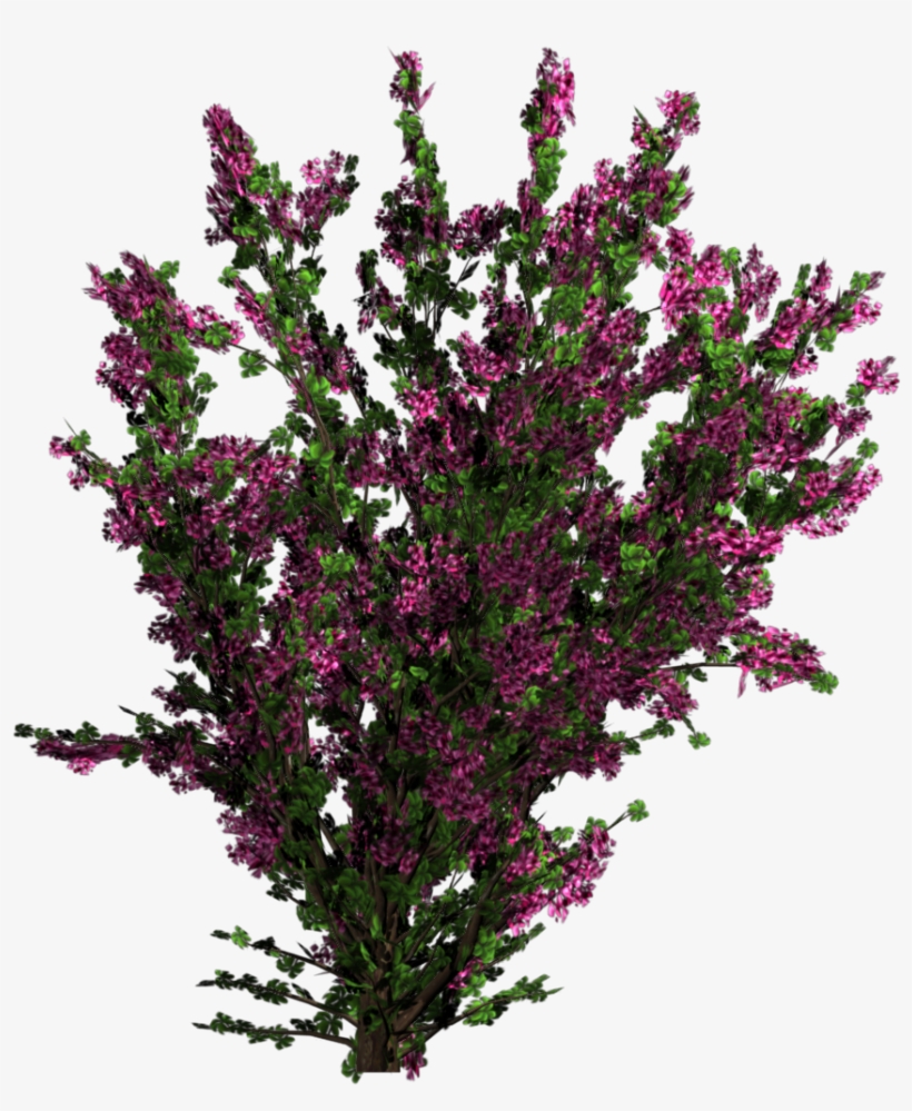 Bougainvillea - Flowers Png Texture, transparent png #1804627