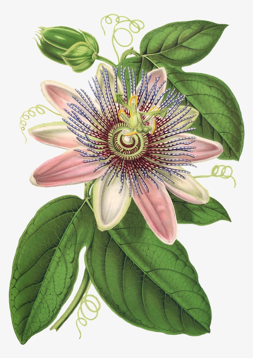 Passion Flower, Flower, Plant, Blossom, Bloom, Vintage - Passion Flower Clipart, transparent png #1806581