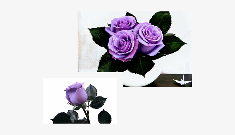 Now The Unattainable Is Here - Blue Suntory Rose Png, transparent png #1807178