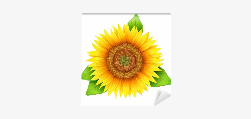 Flower Of Sunflower With Leaves, Isolated On White, - Sunflower Oil Label Design, transparent png #1808389