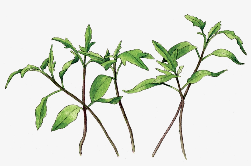If Stored Properly These Seeds Will Remain Viable For - Berkeley, transparent png #1808523